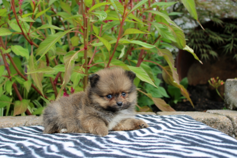 puppy, for, sale, Pomeranian, Matthew B. Stoltzfus, dog, breeder, Gap, PA, dog-breeder, puppy-for-sale, forsale, nearby, find, puppyfind, locator, puppylocator, aca